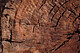 Oxygen isotopes in tree rings – as can be seen in this symbolic image – contain information about past and present air dryness. | Image Source: Juraj Lipták, München, M. Friedrich